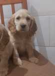 Cocker Spaniel suczka