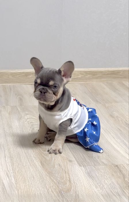 Топ крихітка! Є хлопчики!Доставка!Розплідник!