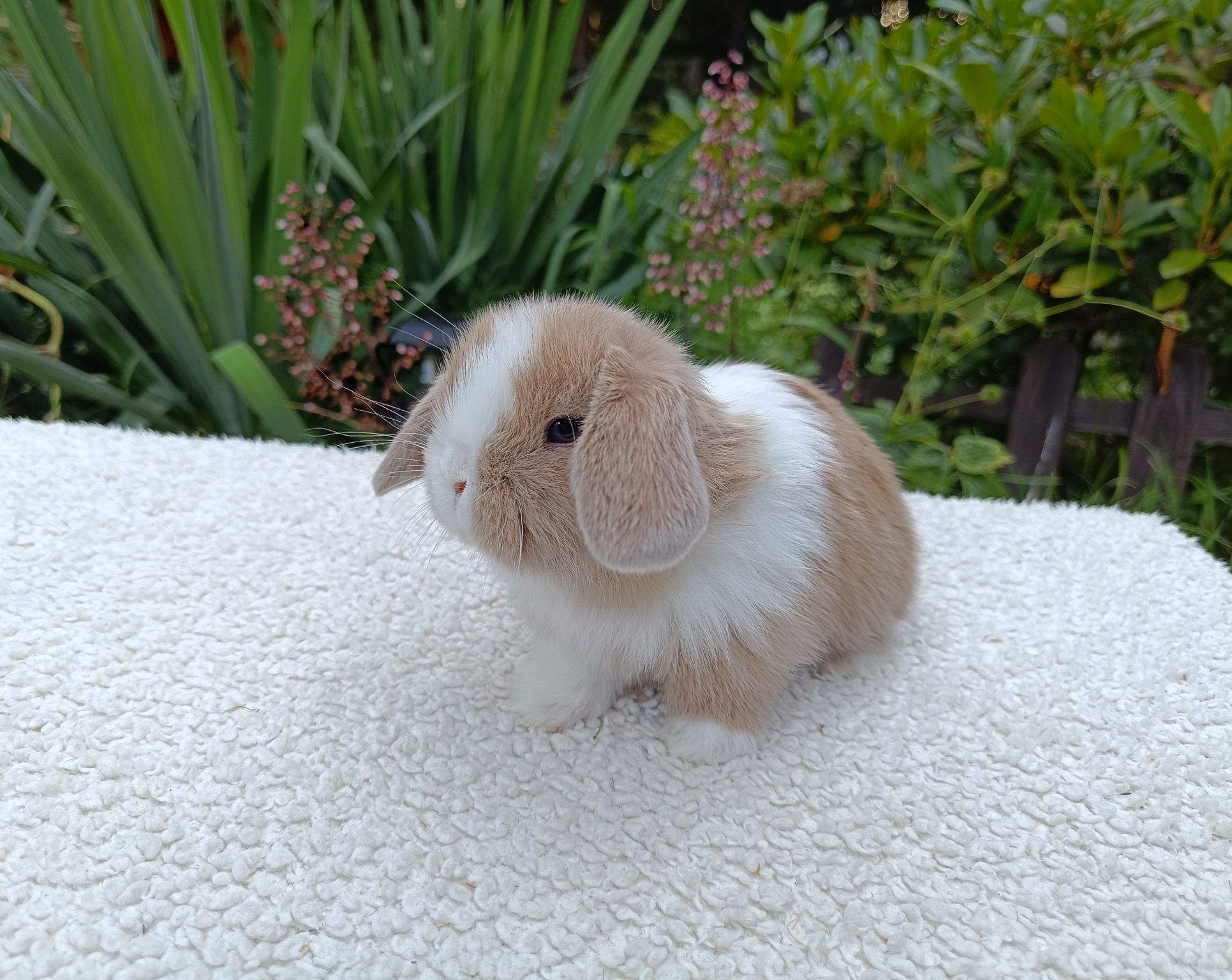 Mini Lop samiczka RADOM hodowla