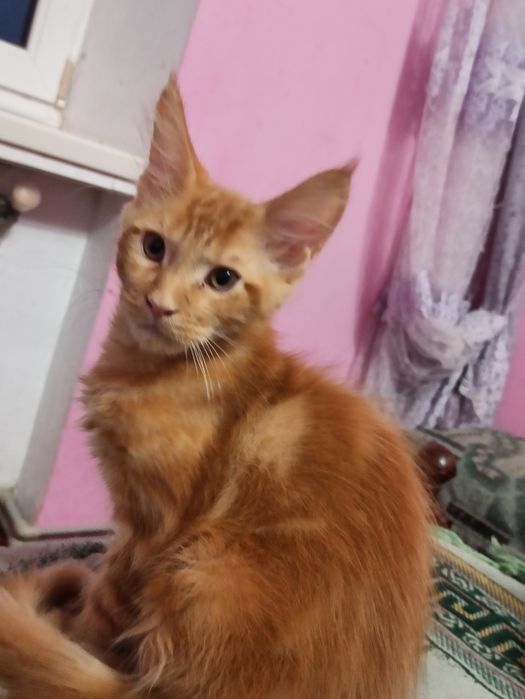 Мейн куни на розпродажу