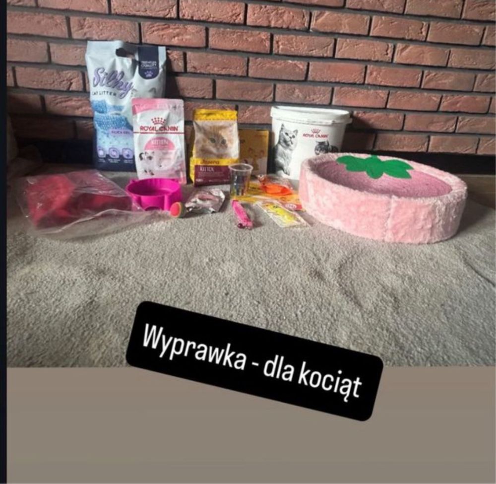 Kot Brytyjski  kotka Niebieska  Blue
