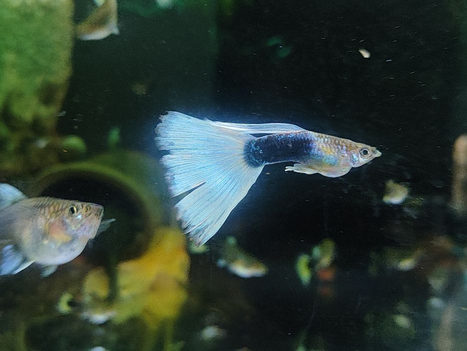 Gupiki tuxedo pastel