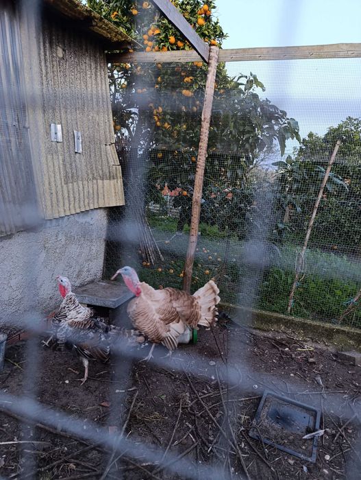 Perús grandes quase a pôr ovos