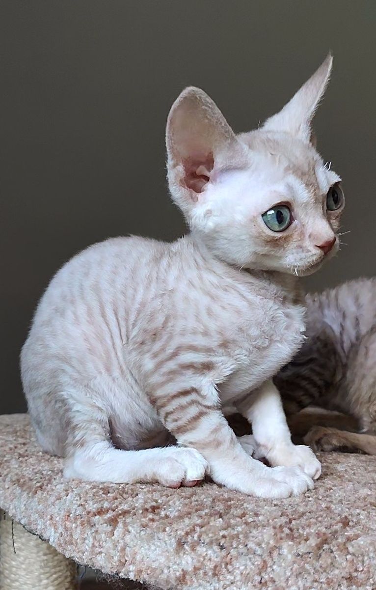 Кошенята Devon Rex
