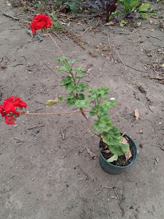 Gerânio (Geranium Pelargonium)