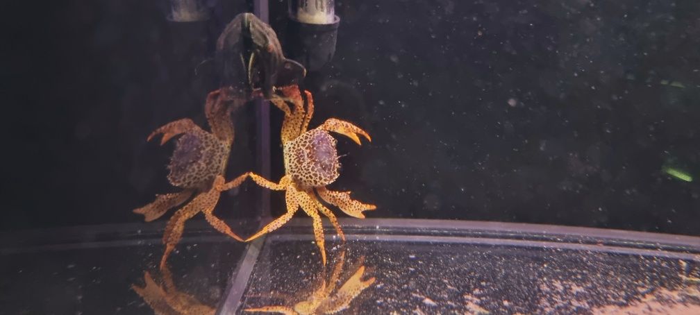Krab pantera/krab wodny XL 7cm