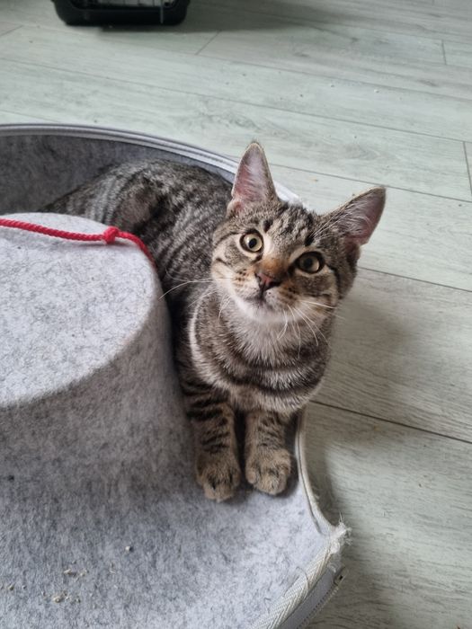 Dwa bure, młode kocurki do adopcji