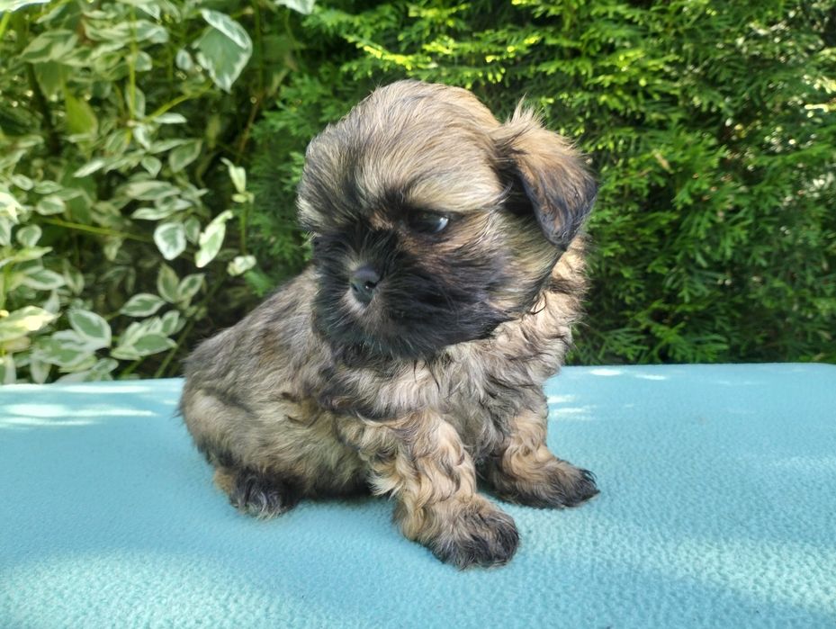 shih-tzu szczeniak suczka miniaturka Rodowód