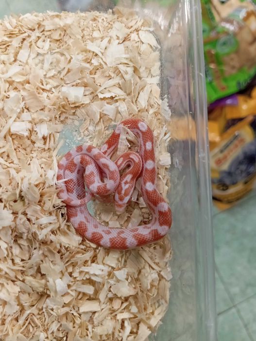 Wąż zbożowy Candycane motley
