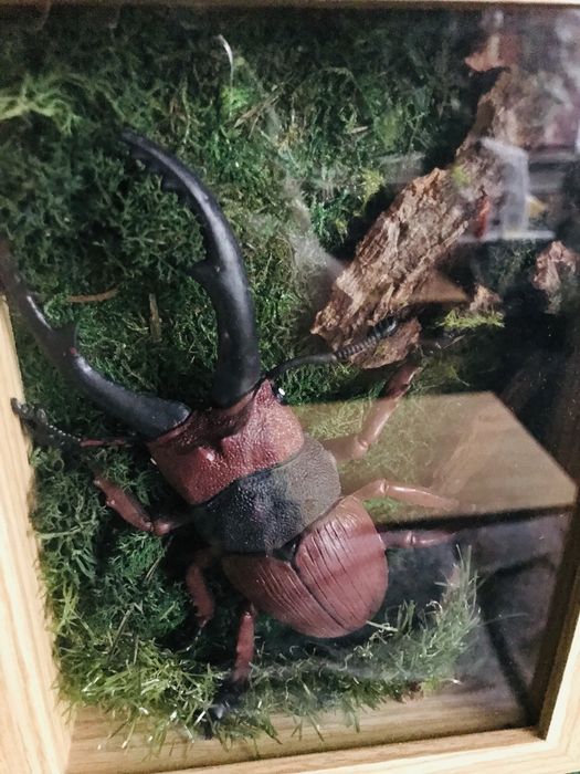 Shadow box owad insekt zuk skarabeusz taxydermy