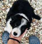 Border collie - piesek Czaruś