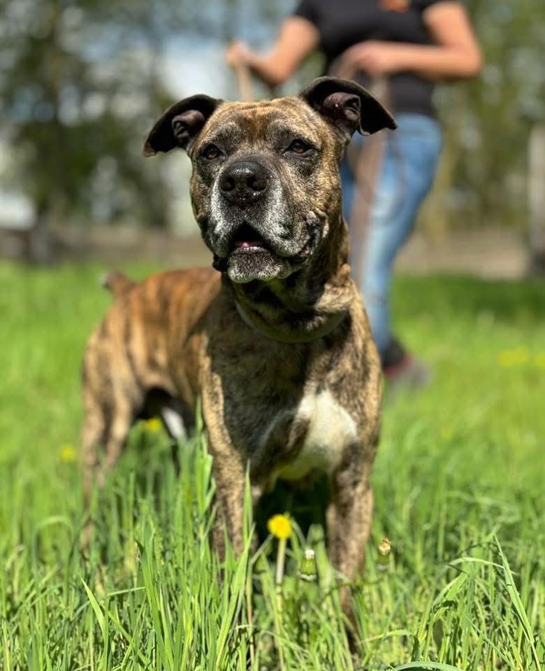 Pako do adopcji - STREFA TTB