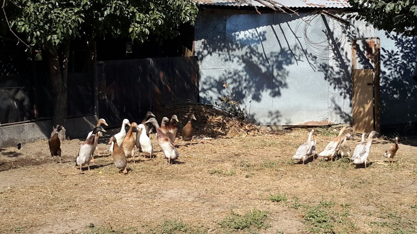 Patos * Várias Raças*
