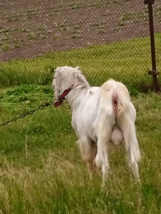 Цап козел для парування