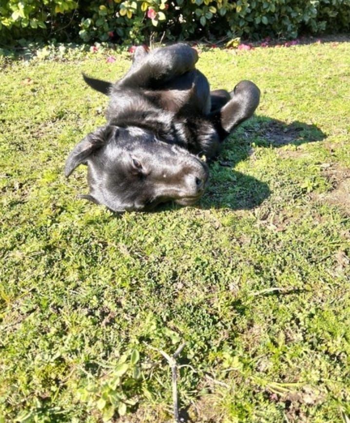 Cadela filha de labradora e serra da estrela