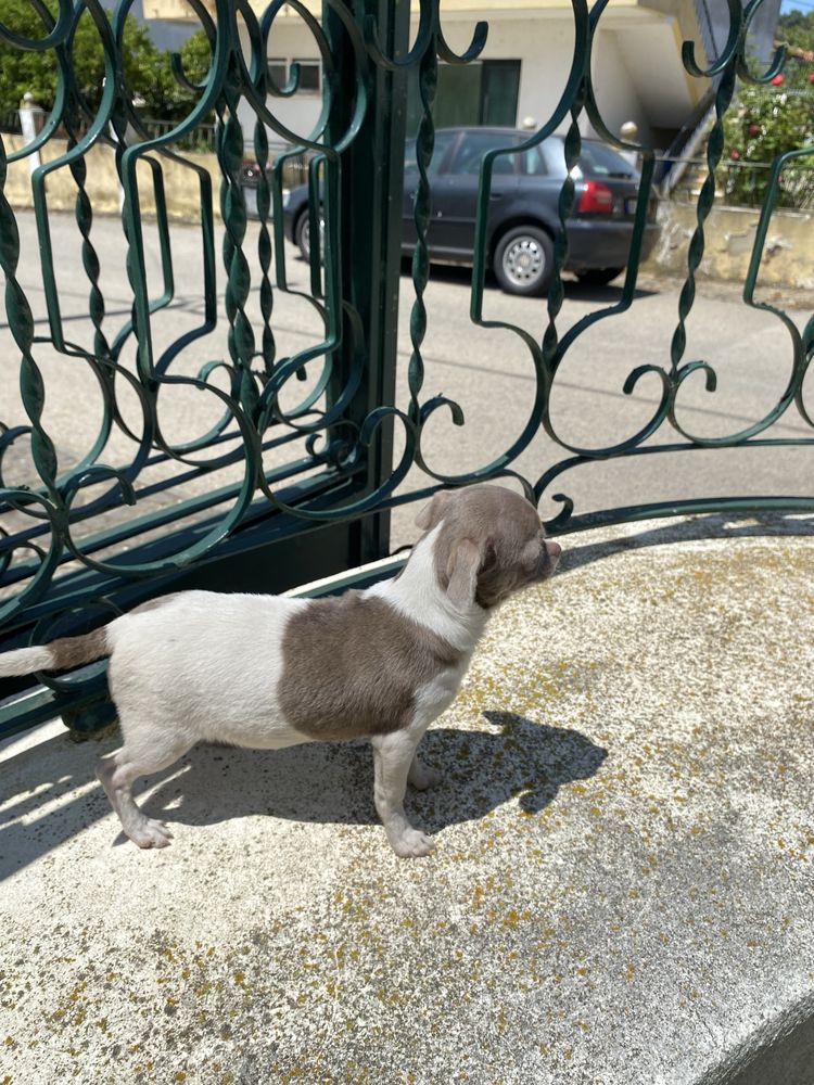 Chihuahua macho  excelente