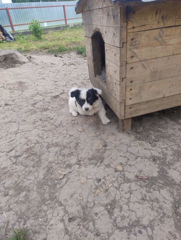 Цуценя шукає дім