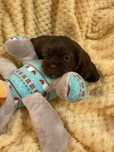 Shih tzu Salonowe Piesek