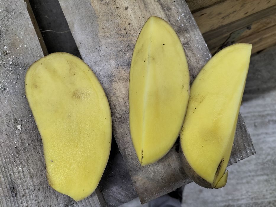 Ziemniaki Soraya Bella Rossa Mio Connect