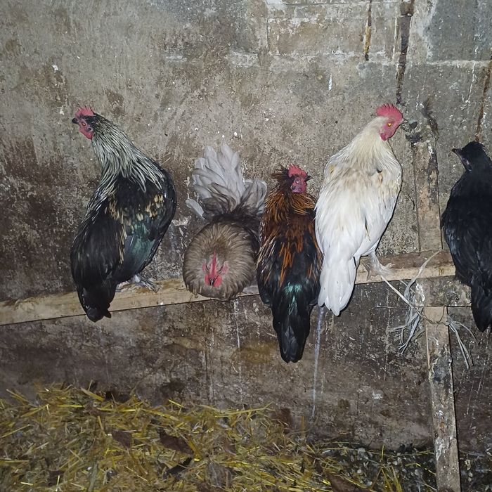 Koguty liliputy karzelki