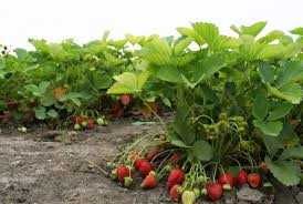 Продам саженцы ремонтантной клубники малины ежевики юстыны лимонник Ки