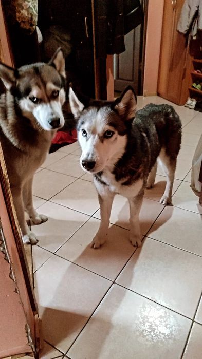 Отдам девочку Хаски