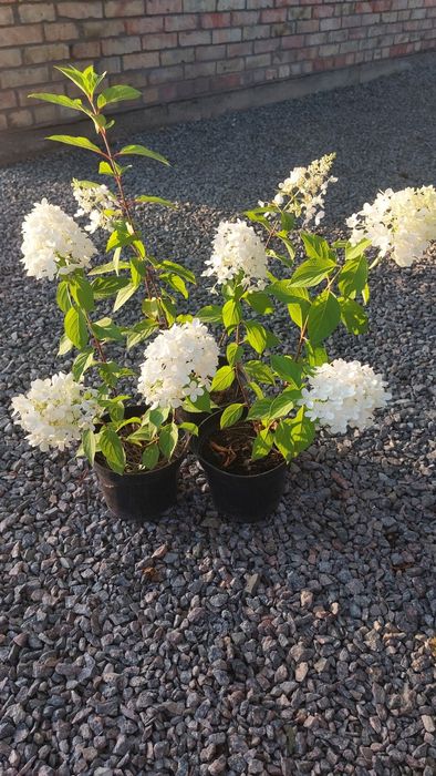 Гортензія волотиста (мітловидна)