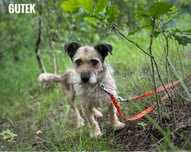 Kochany, proludzki Gutek. Sznaucer mix adopcja