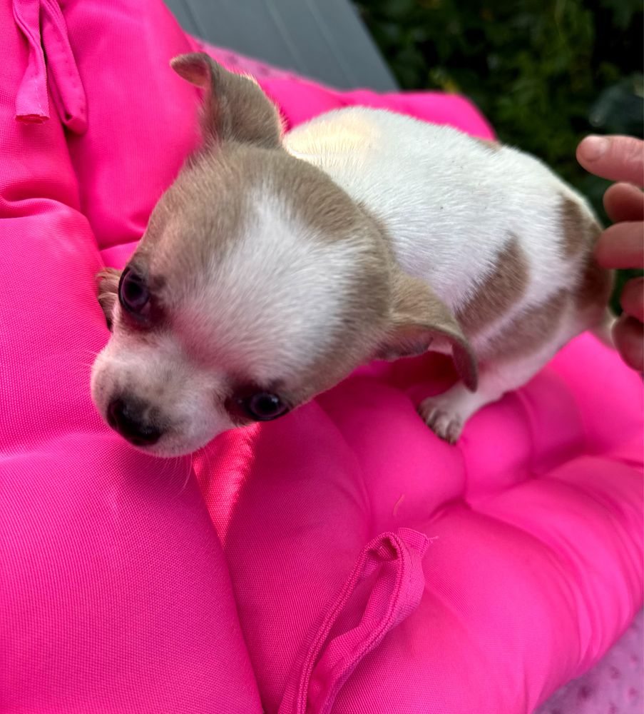 Piękny piesek Chihuahua biało beżowy mini