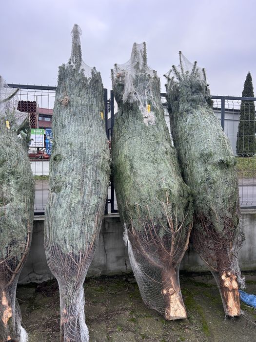 Jodla kaukaska 3m i wieksze