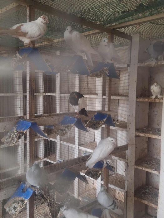 Gołębie Różne 37 szt