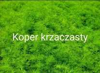 Koper krzaczasty nasiona na pęczki