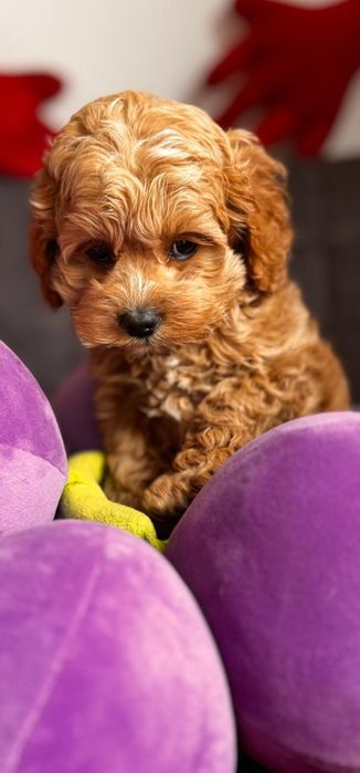Cudnej urody cocapoo - pudel i cocker spaniel amerykański