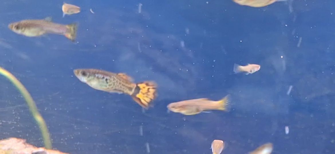 Guppys coloridos