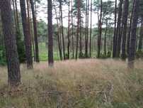 Wycinka,karczowanie drzew