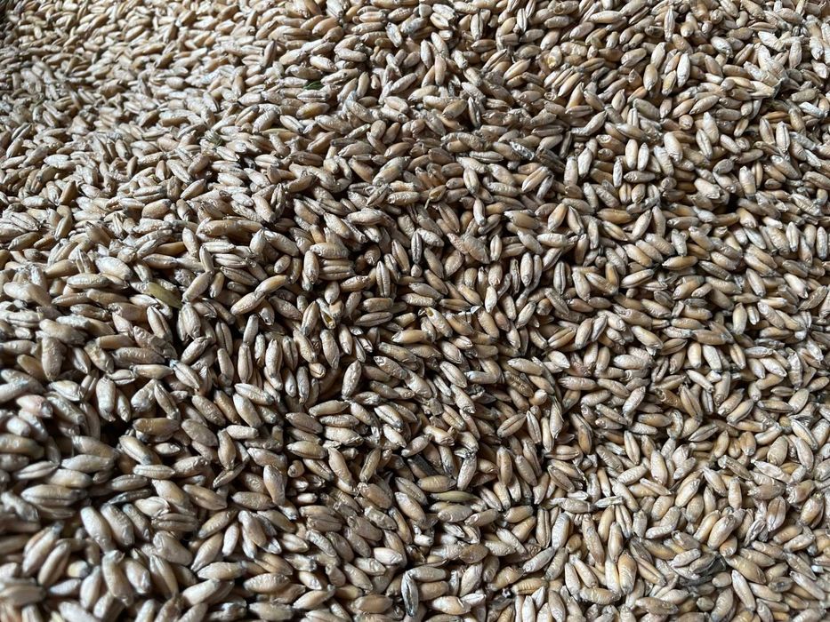 Sprzedam pszenżyto ozime, owies jary