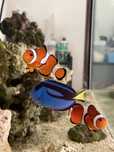 Casal peixe palhaço - Ocellaris