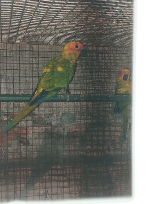 Aratingas para ceder