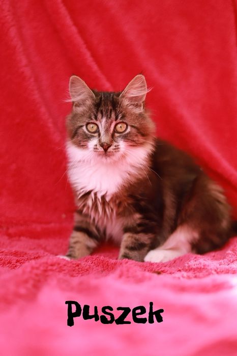 Urocza czarna kotka poleca się do adopcji