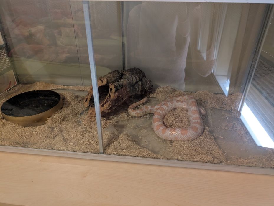Duże Terrarium z wężem lub bez  i szafką możliwość transportu
