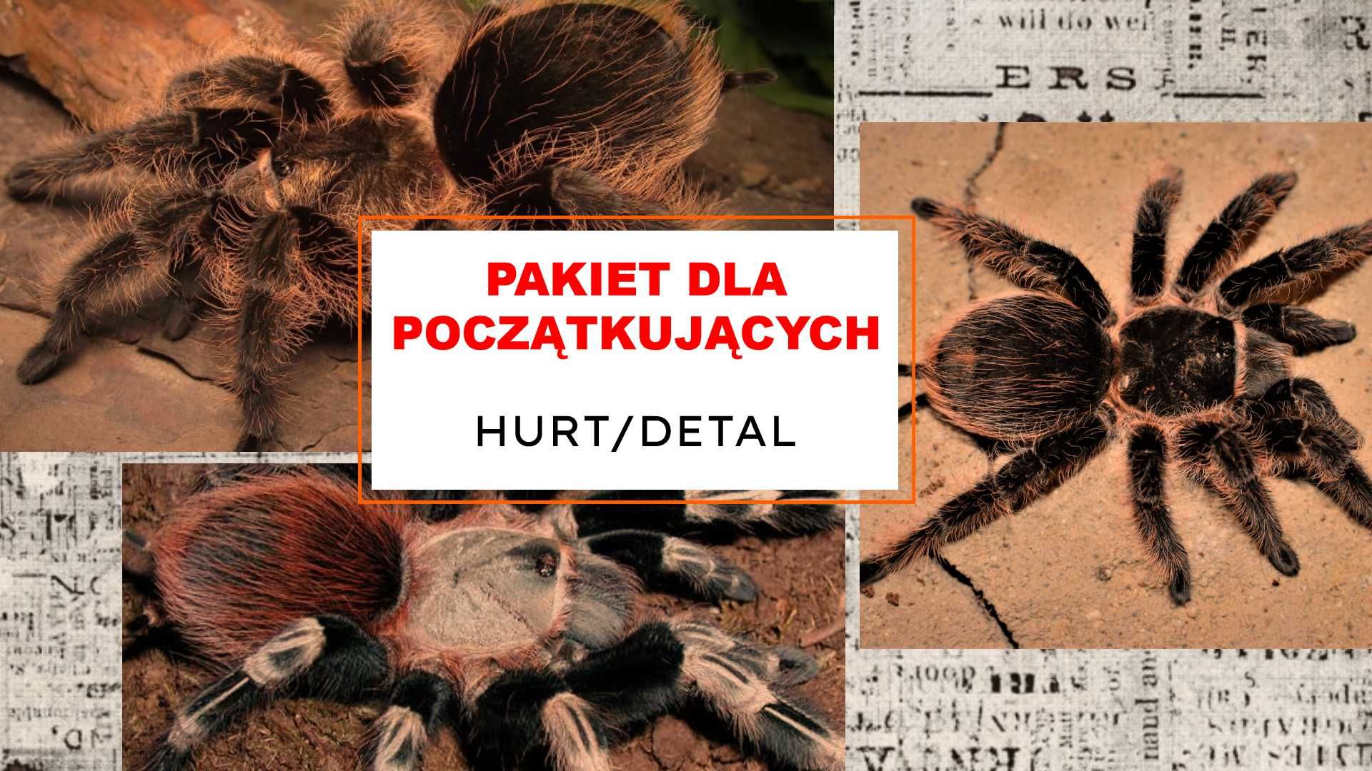 Ptasznik pająk skorpion, maluchy i podrostki