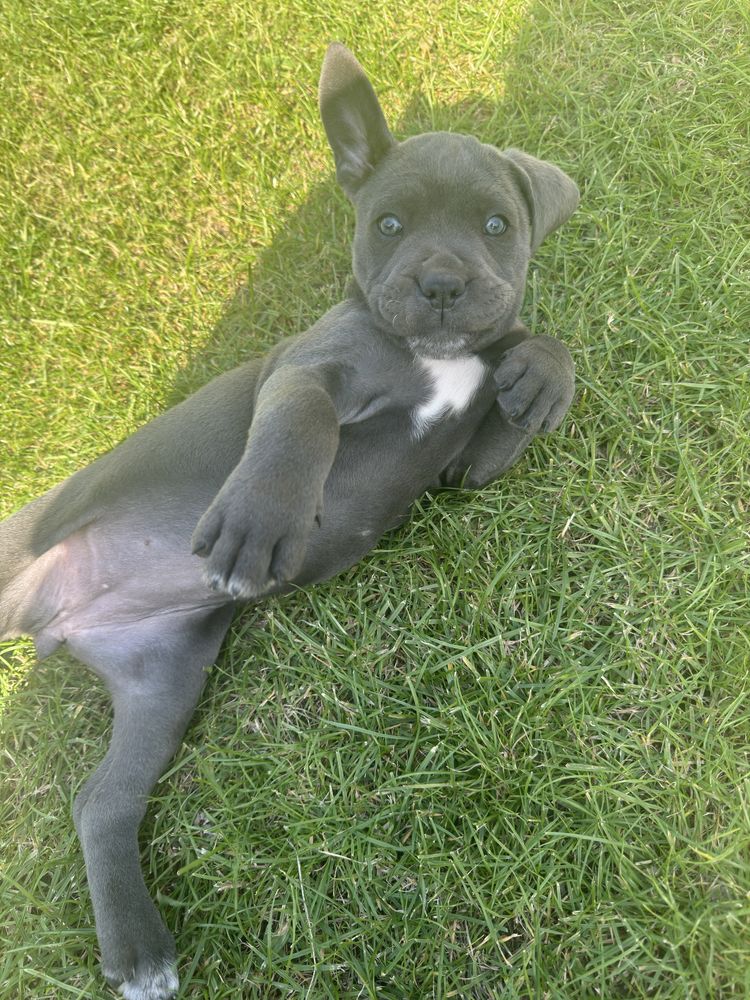 Szczeniak Cane Corso