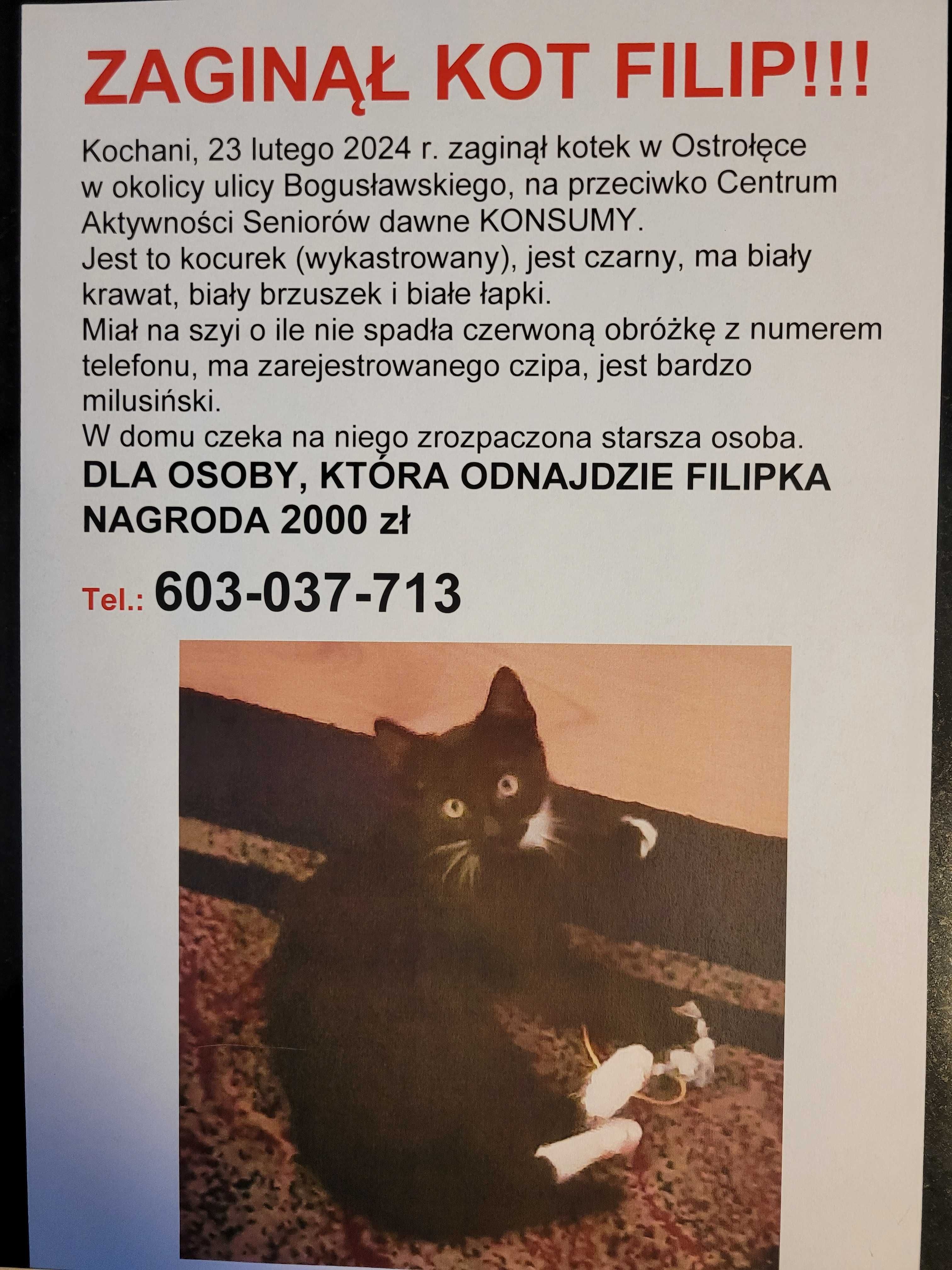 Zaginął kot Filip w Ostrołęce. Za odnaleziene Filipka nagroda 2000 zł.