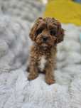 Cavapoo f1 suczka gotowa do odbioru badania rodziców