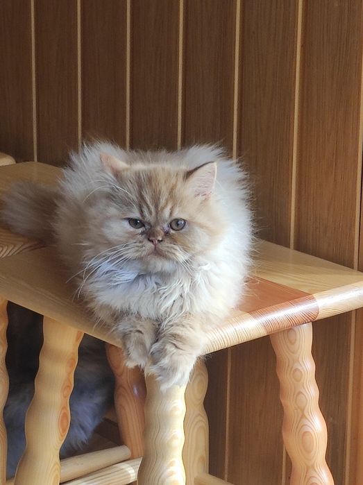 Kocurek perski, pers, persy