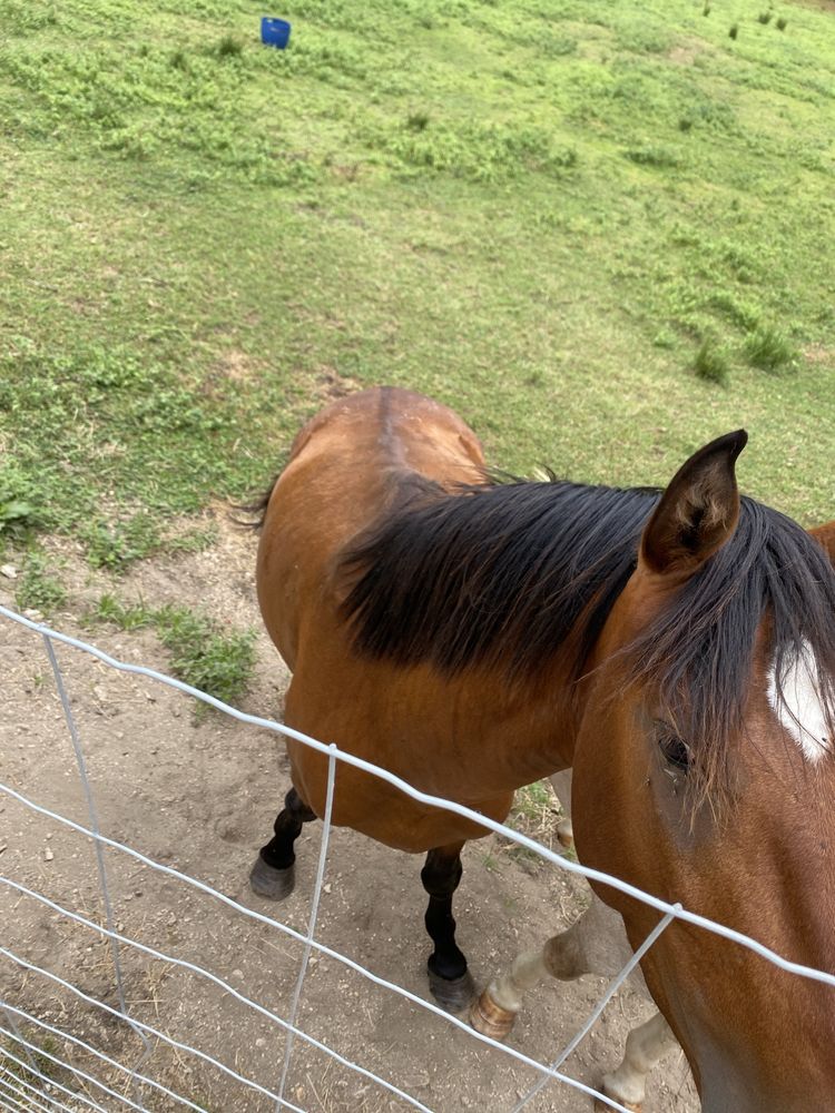 Vendo poldro lusitano