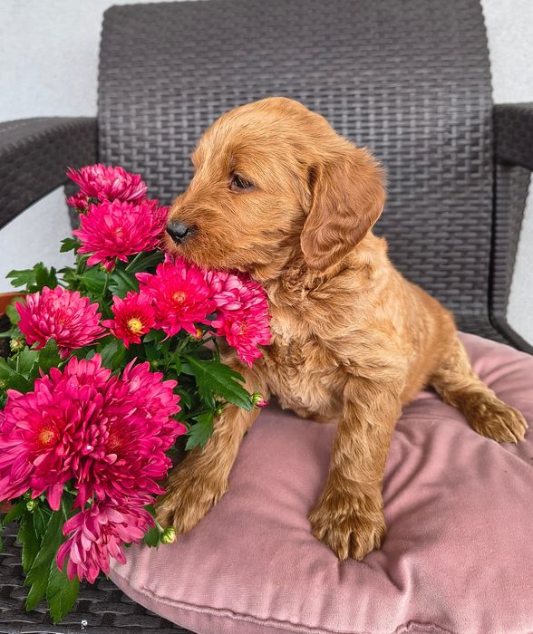Goldendoodle f1 , szczeniak, suczka