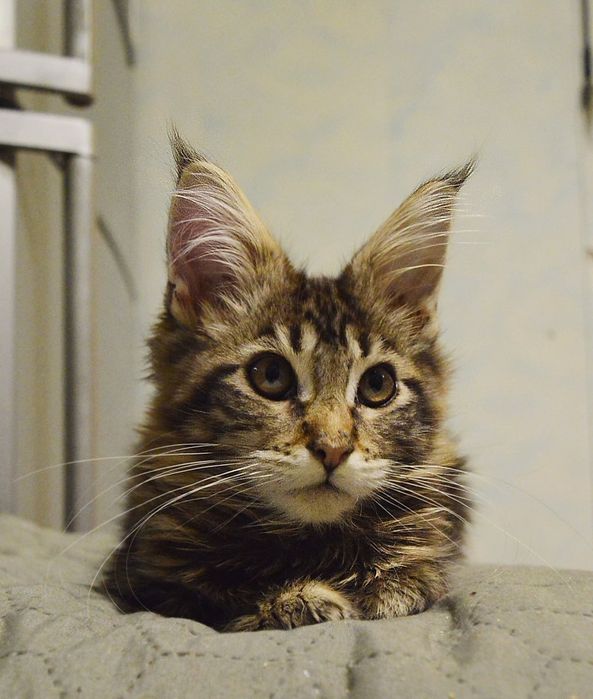 Хлопчик, вік 3 міс. чорний мармуровий. Розплідник