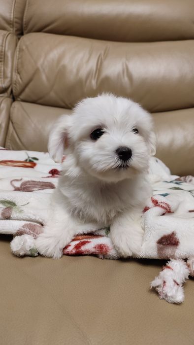 Maltańczyk suczka samica malutka mini  z Rodowodem Częstochowa