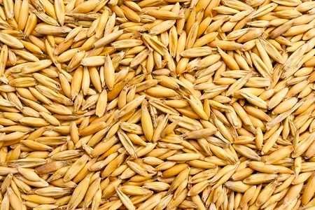 kukurydza mokra i sucha, zboża paszowe, melasa,  transport